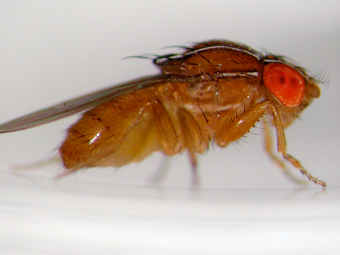 Плодовая мушка Drosophila melanogaster
