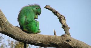 зеленыу обезьяны